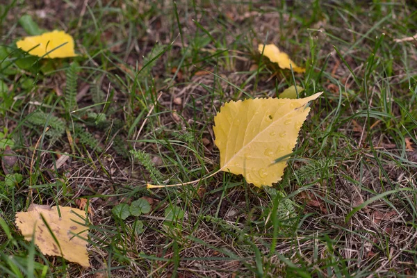 Outono folhas amarelas deitado no chão no outono Parque em torno de folhas de outono. Início do outono, outono Outubro . — Fotografia de Stock