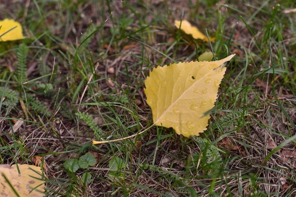 Hojas amarillas otoñales tumbadas en el suelo en otoño Parque alrededor de hojas otoñales. Principios de otoño, otoño Octubre . —  Fotos de Stock