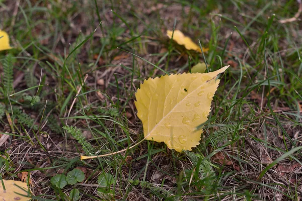 秋黄叶躺在秋园的地上，秋天的叶子周围。初秋，秋季十月. — 图库照片