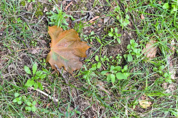 秋の紅葉の周りに秋の公園の地面に横たわる秋の黄色い葉。初秋、秋 10月. — ストック写真