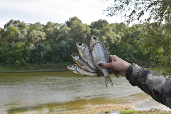 Dried salted fish in the hands of a woman