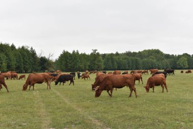Çayırda. Kırsal kompozisyon. Çayırda otlayan inekler. İnekler Volyn et, limuzin, abordin