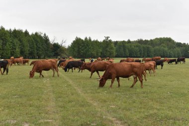 Çayırda. Kırsal kompozisyon. Çayırda otlayan inekler. İnekler Volyn et, limuzin, abordin