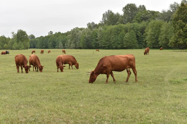 牧草地の牛田舎の組成。牧草地で放牧している牛。牛ボリン肉、リムジン、アボルディン — ストック写真