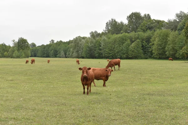 Krowa na łące. Skład wsi. Krowy pasą się na łące. Krowy Wołyń mięso, Limuzyna, abordin — Zdjęcie stockowe