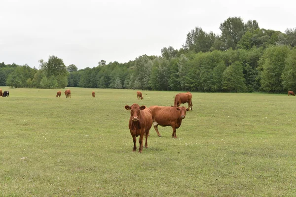 牧草地の牛田舎の組成。牧草地で放牧している牛。牛ボリン肉、リムジン、アボルディン — ストック写真