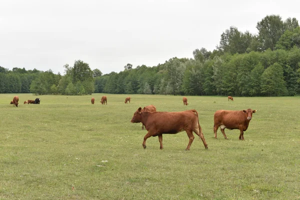 牧草地の牛田舎の組成。牧草地で放牧している牛。牛ボリン肉、リムジン、アボルディン — ストック写真