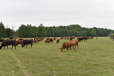 Çayırda. Kırsal kompozisyon. Çayırda otlayan inekler. İnekler Volyn et, limuzin, abordin