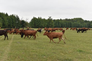 Çayırda. Kırsal kompozisyon. Çayırda otlayan inekler. İnekler Volyn et, limuzin, abordin