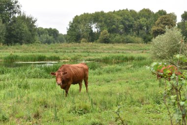 Çayırda. Kırsal kompozisyon. Çayırda otlayan inekler. İnekler Volyn et, limuzin, abordin