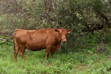 Çayırda. Kırsal kompozisyon. Çayırda otlayan inekler. İnekler Volyn et, limuzin, abordin