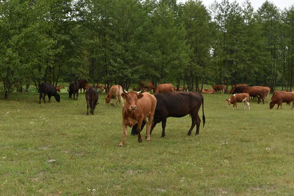 Vache dans la prairie. Composition rurale. Vaches broutant dans la prairie Vaches Volyn viande, limousine, aborin — Photo