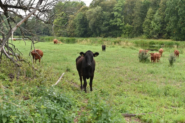 Krowa na łące. Skład wsi. Krowy pasą się na łące. Krowy Wołyń mięso, Limuzyna, abordin — Zdjęcie stockowe