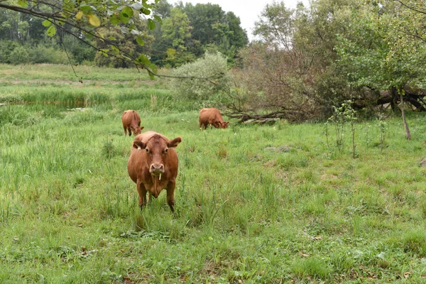 Krowa na łące. Skład wsi. Krowy pasą się na łące. Krowy Wołyń mięso, Limuzyna, abordin — Zdjęcie stockowe