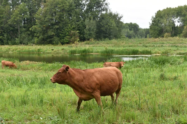 Krowa na łące. Skład wsi. Krowy pasą się na łące. Krowy Wołyń mięso, Limuzyna, abordin — Zdjęcie stockowe