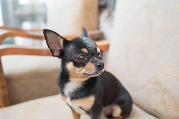 Chihuahua - perrito. Chihuahua en una silla . — Foto de Stock