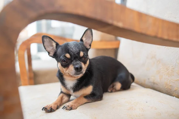 Chihuahua - küçük köpek. Bir sandalyede Chihuahua. — Stok fotoğraf