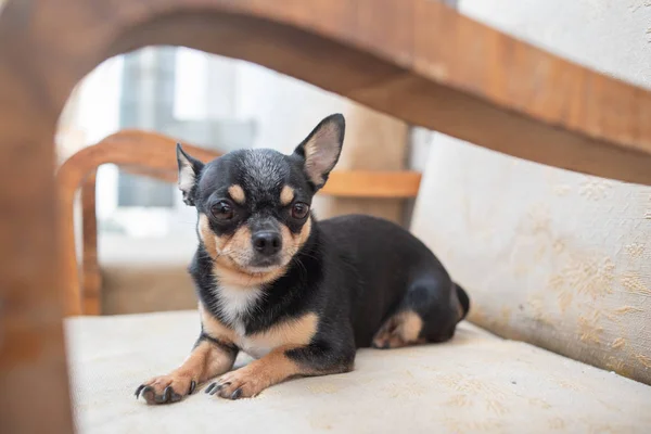 Chihuahua-mały pies. Chihuahua w krześle. — Zdjęcie stockowe