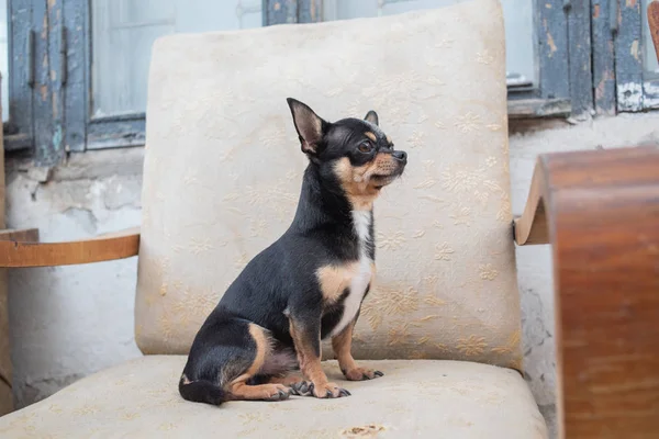 chihuahua - little dog. Chihuahua in a chair.