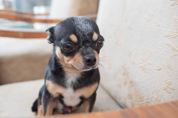 chihuahua - little dog. Chihuahua in a chair.