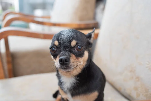 Chihuahua-kis kutya. Chihuahua egy széken. — Stock Fotó
