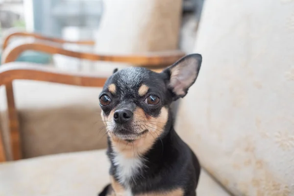 チワワ - 小さな犬。椅子のチワワ. — ストック写真