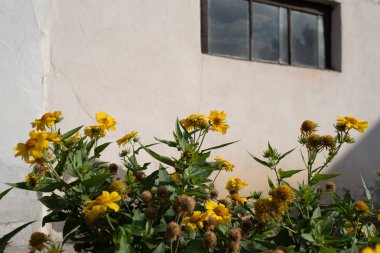 Yaz günlerinde beyaz duvar. Önünde sarı çiçekler.