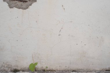 Yaz günlerinde beyaz duvar. Önde yeşil yapraklar.