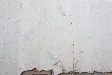 Yaz günlerinde beyaz duvar. Önde yeşil yapraklar.