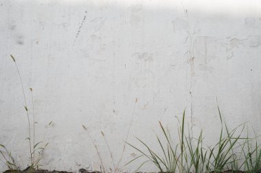 Yaz günlerinde beyaz duvar. Önde yeşil yapraklar.