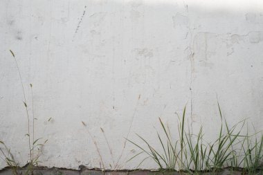 Yaz günlerinde beyaz duvar. Önde yeşil yapraklar.