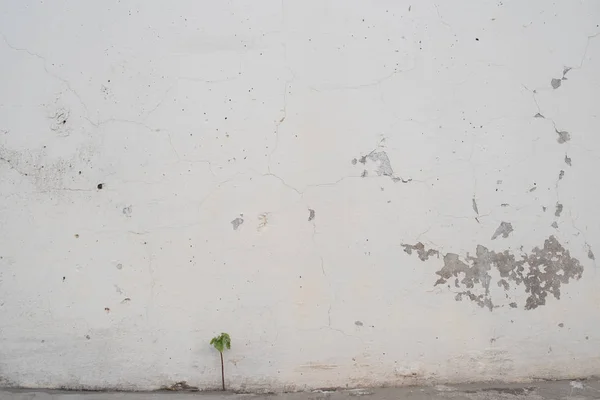 White wall at summer day. Green leaves at the front.