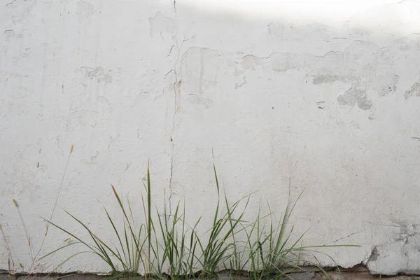 Pared blanca en el día de verano. Hojas verdes en el frente . — Foto de Stock