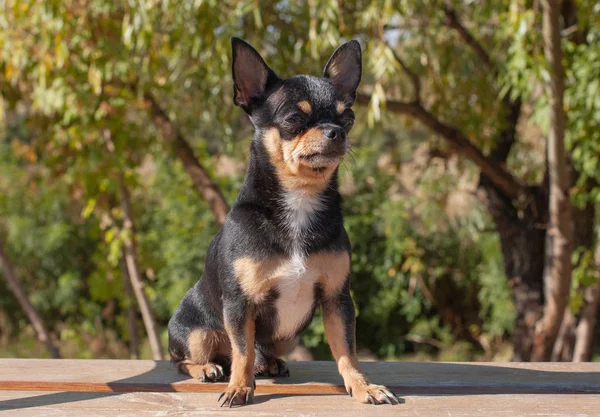 Chihuahua está sentado no banco. O cão caminha no parque. Cor preto-marrom-branco de chihuahua . — Fotografia de Stock