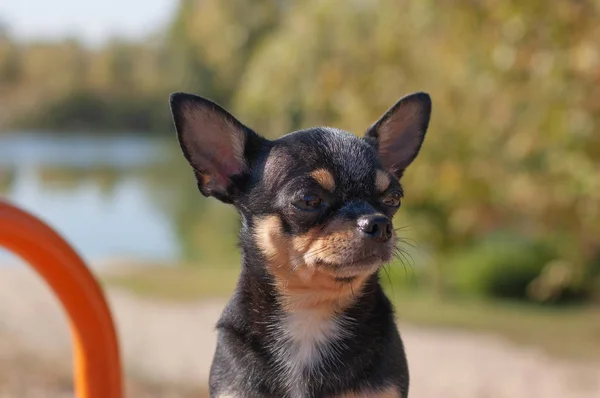 Chihuahua sedí na lavici. Pes chodí v parku. Černohnědá-bílá barva Chihuahua. — Stock fotografie