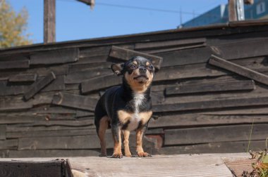 Chihuahua bankta oturuyor. Köpek parkta yürüyor. Chihuahua siyah-kahverengi-beyaz renk.