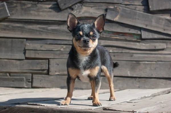 Chihuahua siedzi na ławce. Pies idzie w parku. Czarno-brązowy-biały kolor Chihuahua. — Zdjęcie stockowe