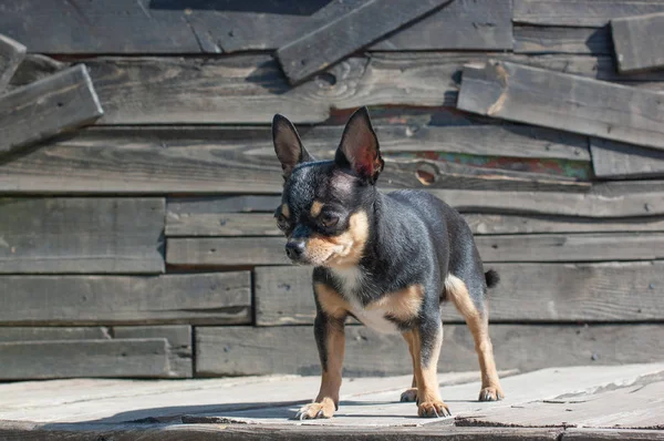 Chihuahua bankta oturuyor. Köpek parkta yürüyor. Chihuahua siyah-kahverengi-beyaz renk. — Stok fotoğraf
