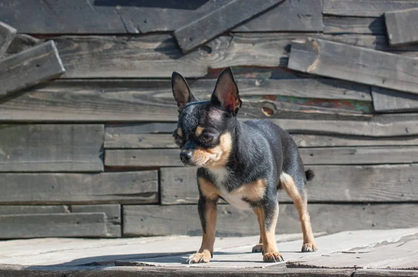 Chihuahua siedzi na ławce. Pies idzie w parku. Czarno-brązowy-biały kolor Chihuahua. — Zdjęcie stockowe