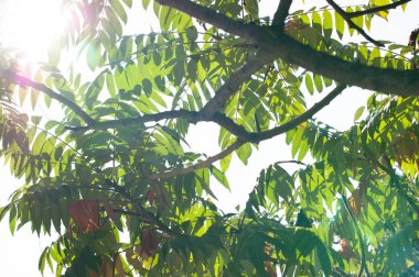 Yeşil güneşli bir günde erken sonbaharda bırakır. Gökyüzüne karşı yeşil yapraklar,