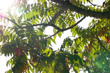 Yeşil güneşli bir günde erken sonbaharda bırakır. Gökyüzüne karşı yeşil yapraklar,