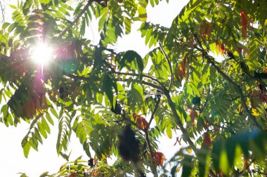 Yeşil güneşli bir günde erken sonbaharda bırakır. Gökyüzüne karşı yeşil yapraklar,
