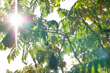 Yeşil güneşli bir günde erken sonbaharda bırakır. Gökyüzüne karşı yeşil yapraklar,