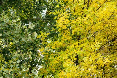Yeşil güneşli bir günde erken sonbaharda bırakır. Gökyüzüne karşı yeşil yapraklar,