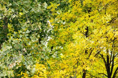 Yeşil güneşli bir günde erken sonbaharda bırakır. Gökyüzüne karşı yeşil yapraklar,