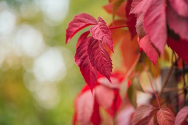Sonbaharın başlarında güneşli bir günde kırmızı yapraklar. Gökyüzüne karşı yeşil yapraklar,