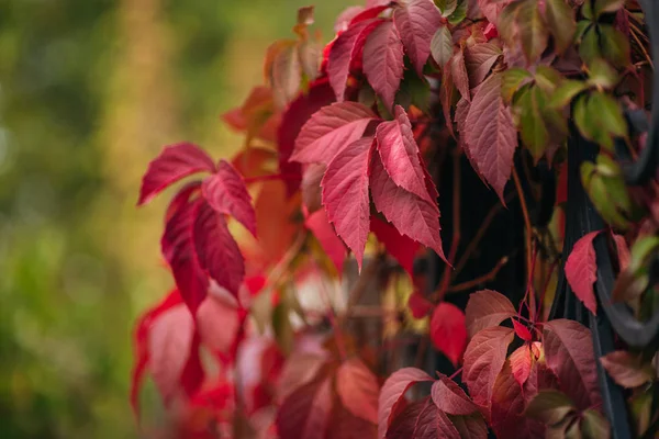 Piros levelek egy napsütéses napon kora ősszel. Zöld levelei az ég ellen, — Stock Fotó