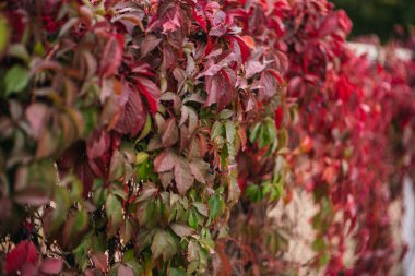 Sonbaharın başlarında güneşli bir günde kırmızı yapraklar. Gökyüzüne karşı yeşil yapraklar,