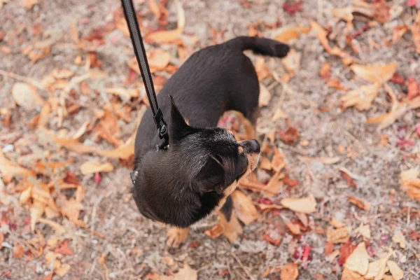 Le chien marche dans le parc. Couleur noir-brun-blanc de chihuahua . — Photo