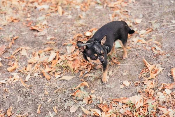 Il cane cammina nel parco. Colore nero-marrone-bianco di chihuahua . — Foto Stock